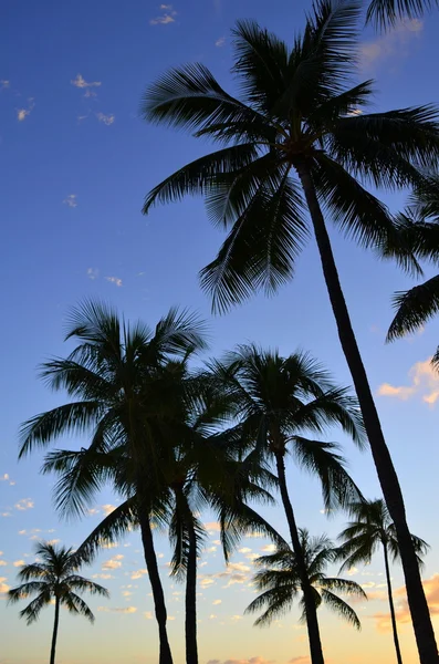 Coucher de soleil palmiers — Photo