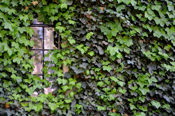 Ivy Covered Wall — Stock Photo, Image
