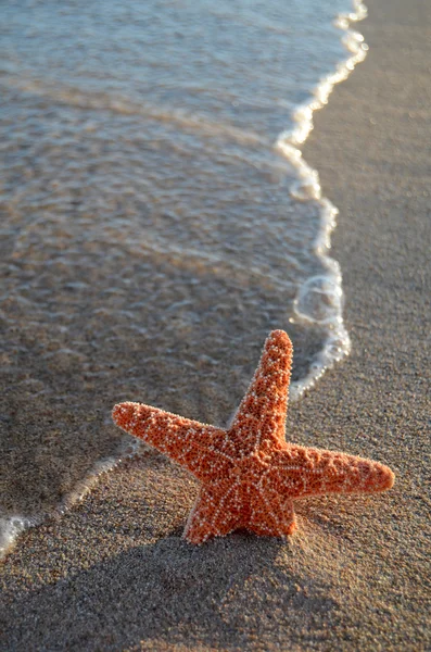 Estrella de mar en una playa tropical — Foto de Stock