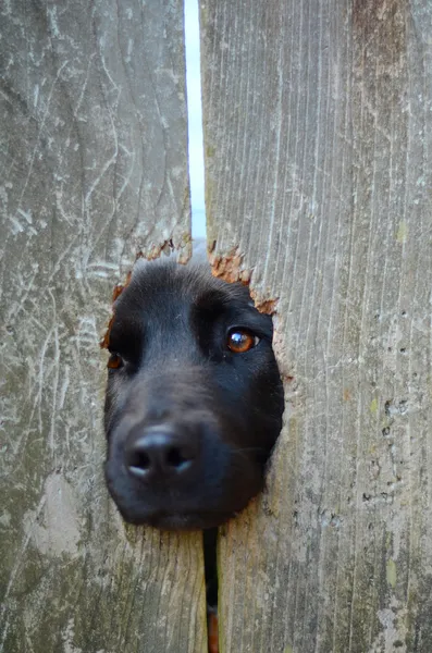 Собака в заборе — стоковое фото