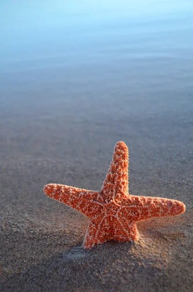 stock image Starfish With Copy Space