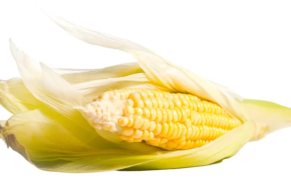 白色背景的新鲜玉米 — 图库照片