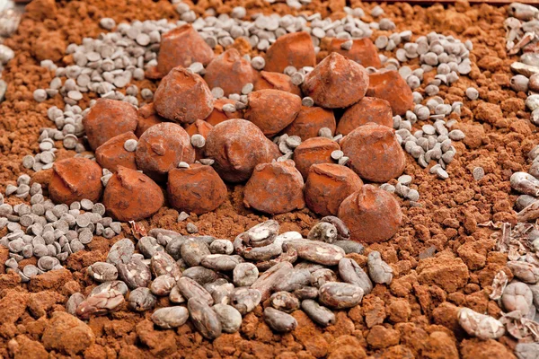 Chocolate truffles and cocoa beans in cocoa — Stock Photo, Image