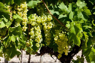 White grape in Jarnac, Poitou-Charentes, France clipart