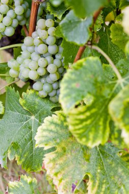 beyaz üzüm sauternes bölgesinde, aquitaine, Fransa