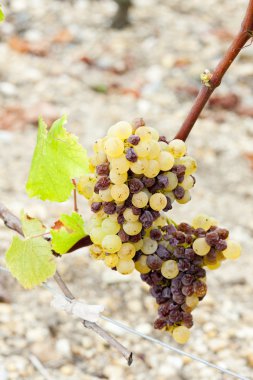 White grape in Sauternes Region, Aquitaine, France clipart