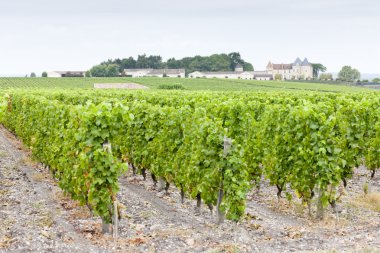 bağ ve chateau d'yquem, sauternes bölge, Fransa