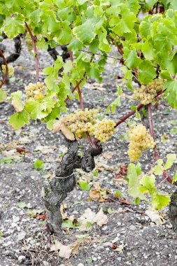 beyaz üzüm üzüm bağı, sauternes bölge, aquitaine, Fransa