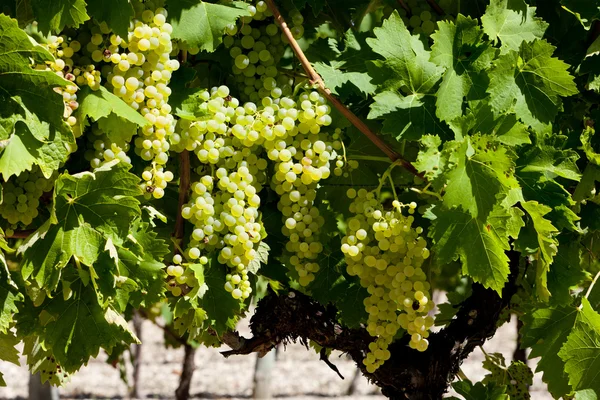 Белый виноград в Жарнаке, Пуату-Шарант, Франция — стоковое фото