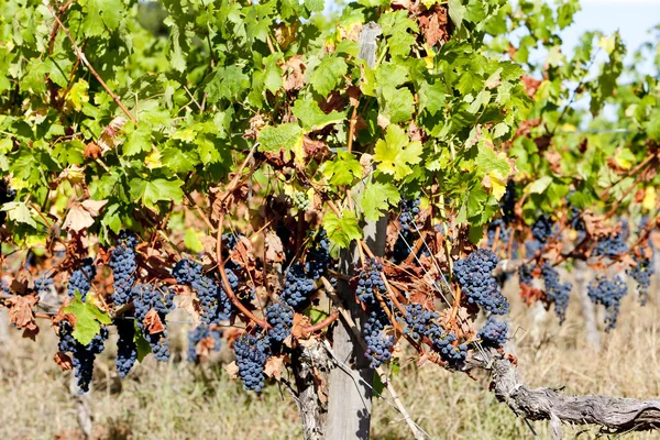Niebieski winogron w bordeaux w regionie, Akwitania, Francja — Zdjęcie stockowe
