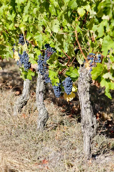 Kék szőlő bordeaux régió, aquitaine, Franciaország — Stock Fotó