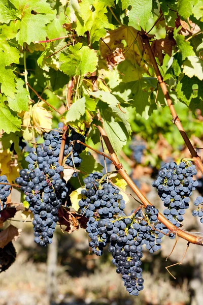 Uva azul na região de Bordéus, Aquitânia, França — Fotografia de Stock