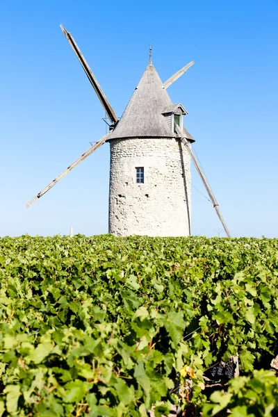 Viñedo con molino de viento cerca de Blaignan, Región de Burdeos, Francia —  Fotos de Stock