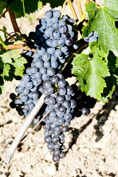 Blauwe druif in bordeaux regio, aquitaine, Frankrijk — Stockfoto