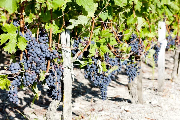 Wijngaard met blauwe druiven in bordeaux regio, aquitaine, Frankrijk — Stockfoto