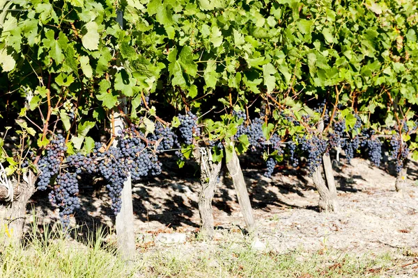 Виноградник с голубым виноградом в Бордо, Аквитания, Франция — стоковое фото