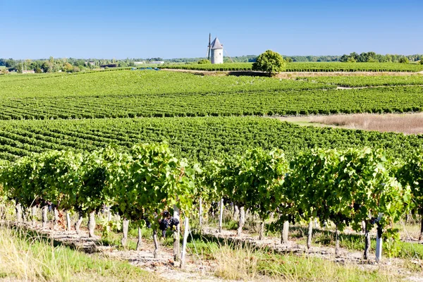 Présház kis szőlővel, szélmalom közelében blaignan, bordeaux régió, Franciaország — Stock Fotó