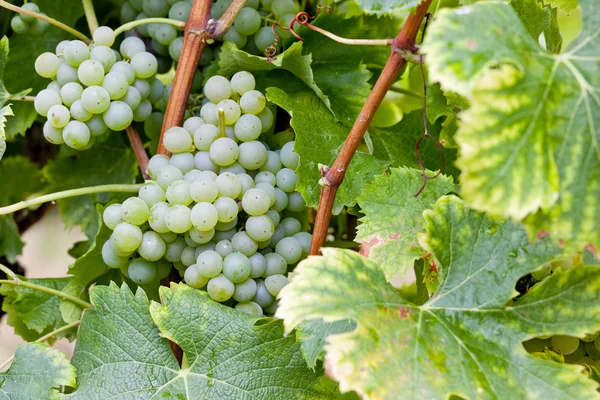 Білий виноград в Сотерн регіону Аквітанія, (Франція) — стокове фото