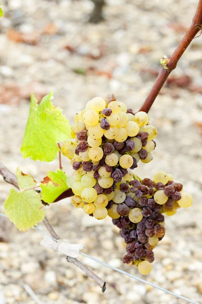 Witte druif in sauternes regio, aquitaine, Frankrijk — Stockfoto