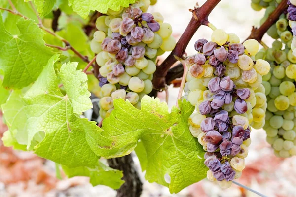 Белый виноград в регионе Заутерн, Аквитания, Франция — стоковое фото
