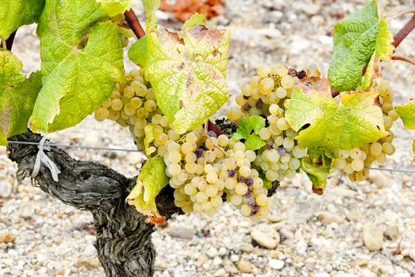 Uva branca na região de Sauternes, Aquitânia, França — Fotografia de Stock