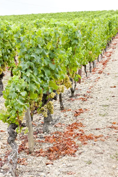Weiße Trauben im Weinberg, Sauternes Region, Aquitanien, Frankreich — Stockfoto