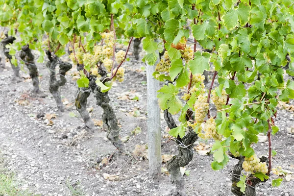 Білий виноград у винограднику — стокове фото