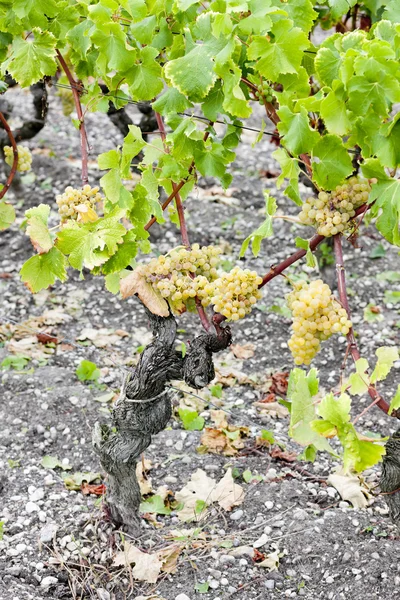 Uva blanca en viñedo, Región de Sauternes, Aquitania, Francia —  Fotos de Stock