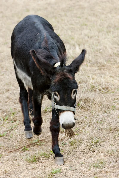 Donkey, Navarre, Spain — Stock Photo, Image