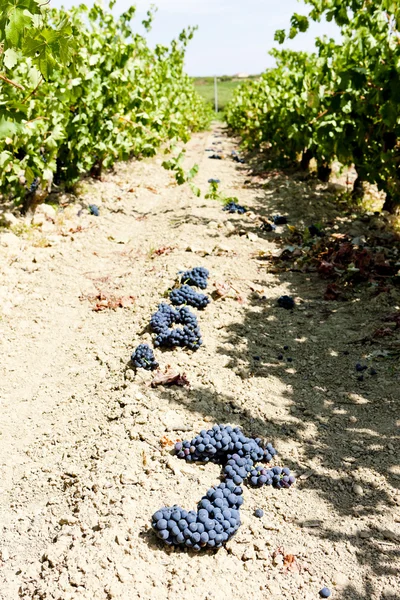 Weinberg mit blauen Trauben, la rioja, Spanien — Stockfoto