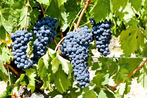 Blaue Traube, La Rioja, Spanien — Stockfoto