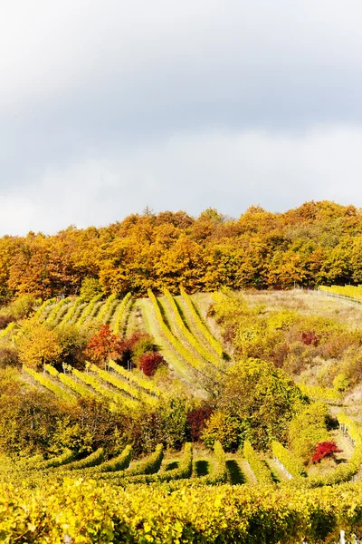 Vinhas de outono — Fotografia de Stock