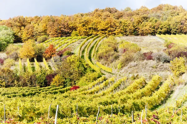 Herbstliche Weinberge — Stockfoto