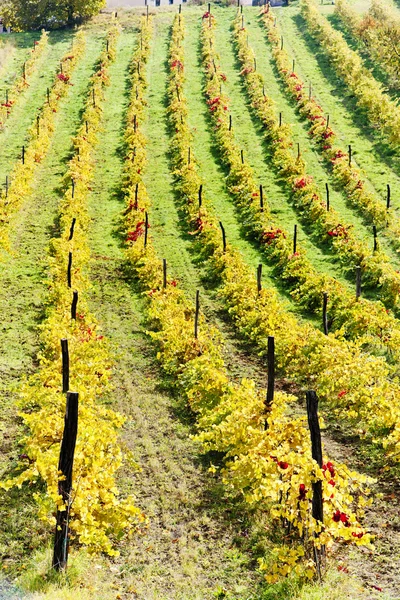 Herfst wijngaarden — Stockfoto