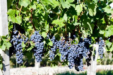 bordeaux bölgesinde, aquitaine, Fransa mavi üzüm