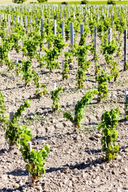 Vineyard, Bordeaux Region, France clipart
