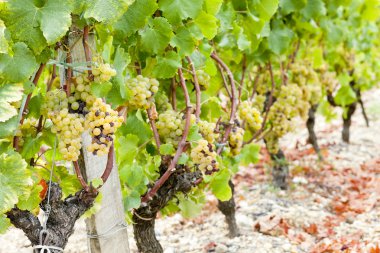 White grape in vineyard, Sauternes Region, Aquitaine, France clipart