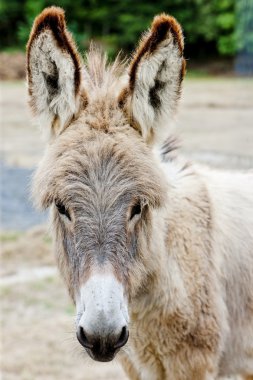 Donkey, Navarre, Spain clipart