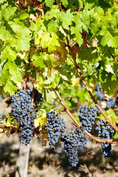 Raisin bleu dans la région de Bordeaux, Aquitaine, France — Photo