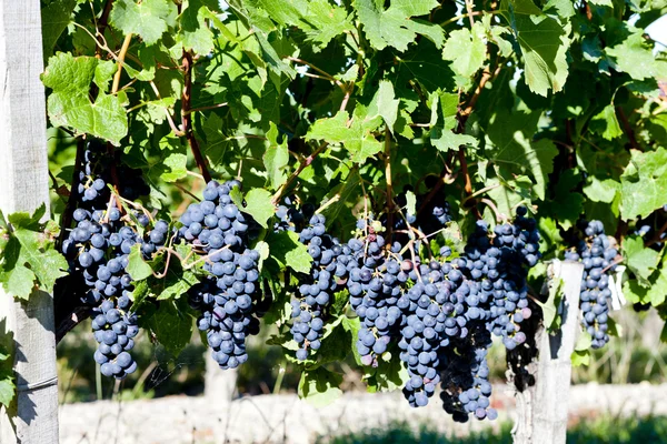 Виноград в Бордо, Аквитания, Франция — стоковое фото