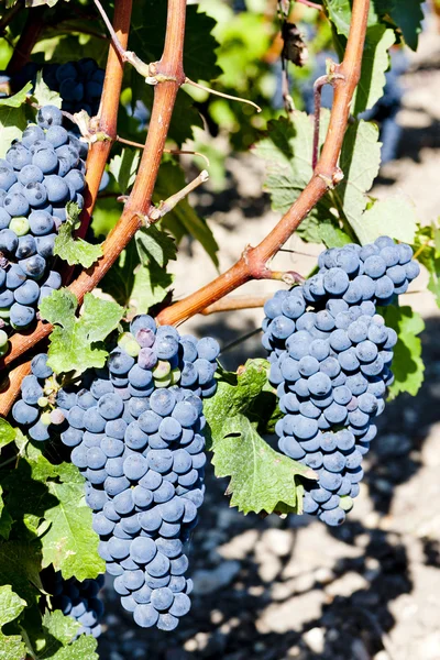 Blaue Trauben in der Region Bordeaux, Aquitanien, Frankreich — Stockfoto