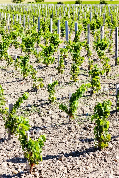 Виноградник, регион Бордо, Франция — стоковое фото