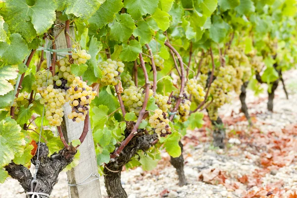 Vit druva i vingården, sauternes region, aquitaine, Frankrike — Stockfoto