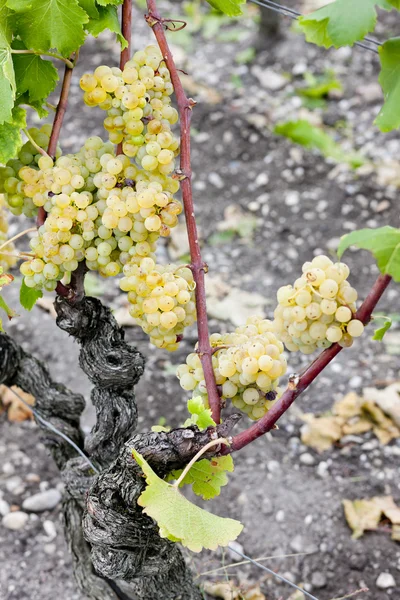 Uva bianca nella regione di Sauternes, Aquitania, Francia — Foto Stock