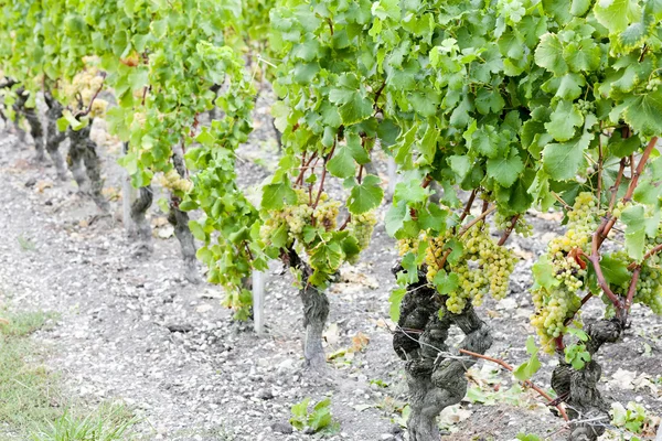 Witte druif in de wijngaard, sauternes regio, aquitaine, Frankrijk — Stockfoto
