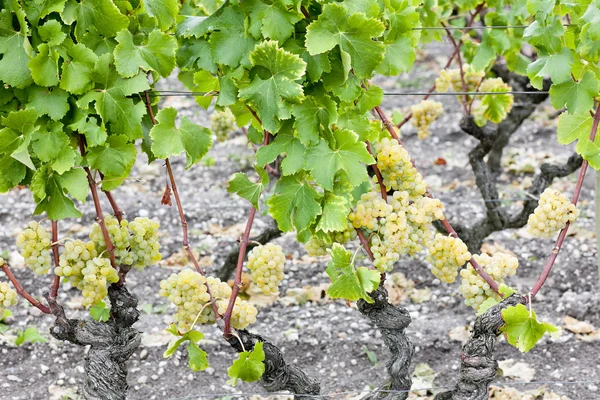 Білий виноград в Сотерн регіону Аквітанія, (Франція) — стокове фото