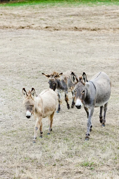 Donkeys, Navarre, Spain — Stock Photo, Image