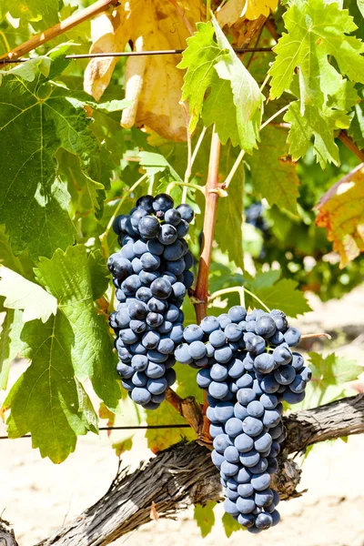 Blå druvor, la rioja, Spanien — Stockfoto