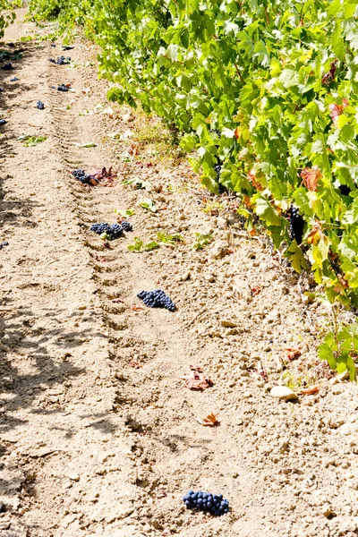 Vinha com uvas azuis, La Rioja, Espanha — Fotografia de Stock