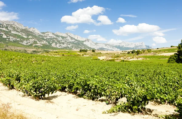 Vineyards, La Rioja, Spain — Stock Photo, Image
